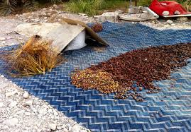 Dryin dates in sun